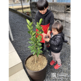 記念樹温州ミカンに水やりをする様子