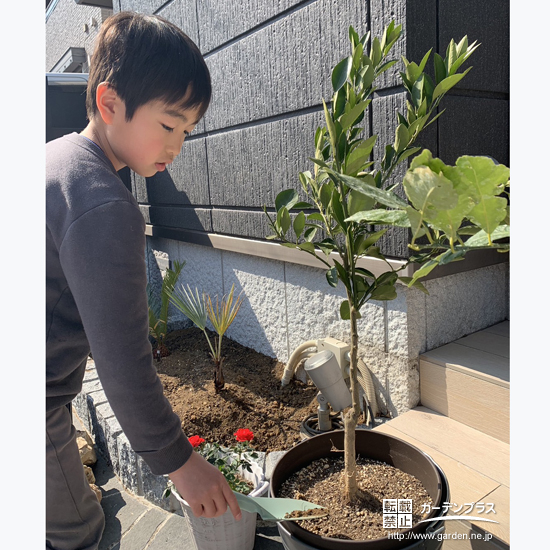 記念樹レモンの植樹の様子