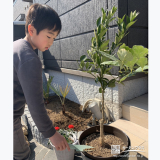 記念樹レモンの植樹の様子