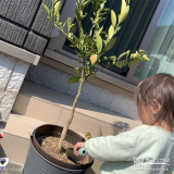 記念樹温州ミカンの植樹の様子