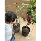 記念樹キンカン・オリーブの植樹の様子