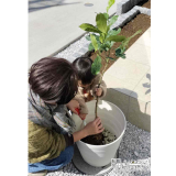 記念樹レモンの植樹の様子