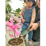 記念樹オリーブの植樹の様子②