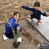 記念樹オリーブの植樹の様子