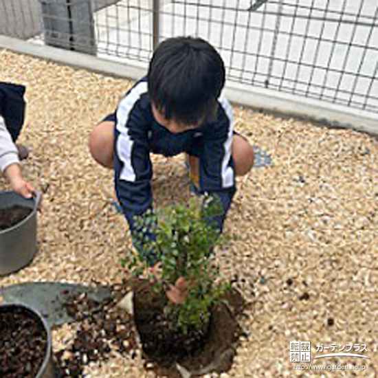 記念樹シマトネリコの植樹の様子