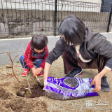 記念樹ブルーベリーの植樹の様子