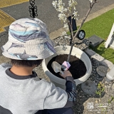 記念樹ジューンベリーの植樹の様子①