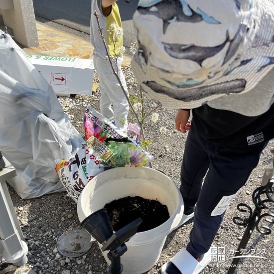 記念樹ジューンベリーの植樹の様子②
