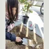 記念樹ヒメシャリンバイの植樹の様子