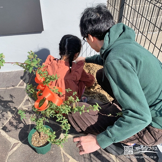 記念樹コデマリの植樹の様子