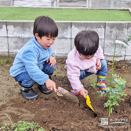 記念樹ミモザの植樹の様子