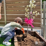 記念樹ジューンベリーの植樹の様子