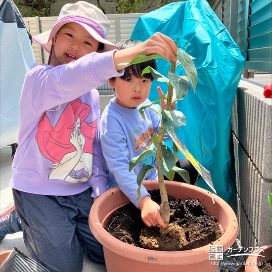 記念樹レモンの植樹の様子