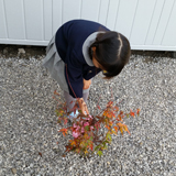 群馬県高崎市キンモクセイともみじ（カエデ）とオリーブの植樹風景