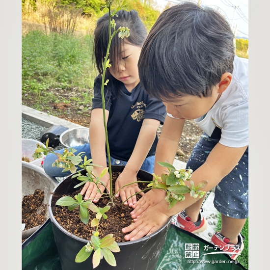 記念樹ブルーベリーの植樹の様子