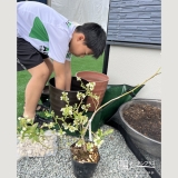 記念樹を植える鉢植え準備の様子