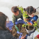 記念樹ブルーベリーの植樹の様子