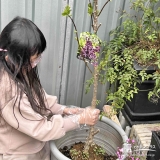記念樹ライラックの植樹の様子