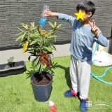 記念樹ビワに水やりをする様子