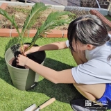 記念樹ソテツの植樹の様子