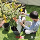 記念樹ビワの植樹の様子