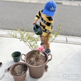 記念樹ユキヤナギに水やりをする様子