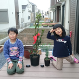 千葉県野田市ミモザと月桂樹（ローリエ）の植樹風景