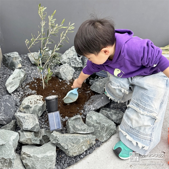 記念樹オリーブの植樹の様子②