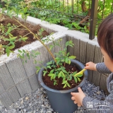 記念樹ブルーベリーの植樹の様子