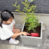 記念樹シマトネリコの植樹の様子