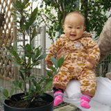 千葉県松戸市もみじ（カエデ）とオリーブと月桂樹（ローリエ）の植樹風景