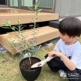 記念樹オリーブの植樹の様子