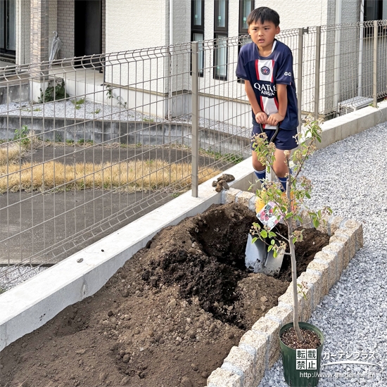 記念樹ジューンベリーの植樹の様子②