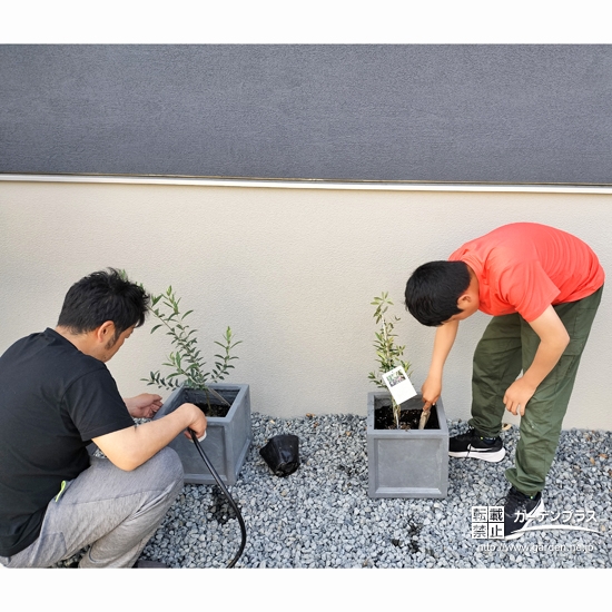 記念樹オリーブの植樹の様子