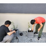 記念樹オリーブの植樹の様子