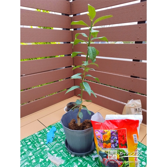 植樹中の記念樹レモン