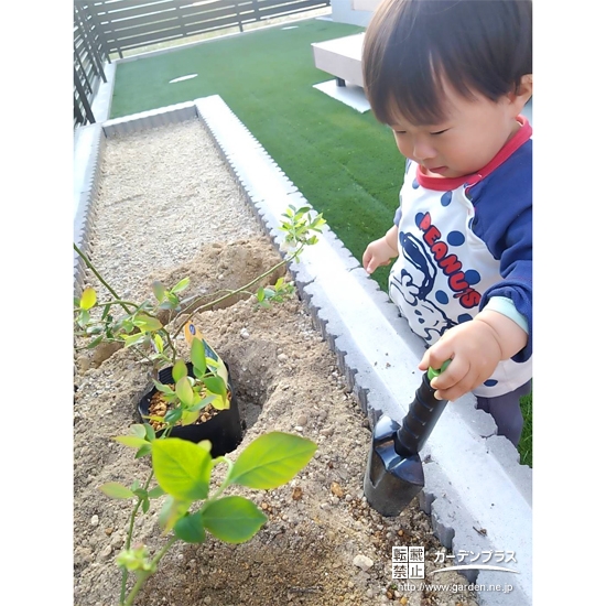 記念樹ブルーベリーの植樹の様子