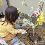 記念樹ジューンベリーの植樹の様子