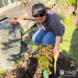 記念樹もみじ（カエデ）の植樹の様子②