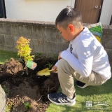 記念樹もみじ（カエデ）の植樹の様子③