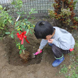 宮城県岩沼市ジューンベリーとキンカンの植樹風景