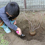 宮城県岩沼市ジューンベリーとキンカンの植樹風景