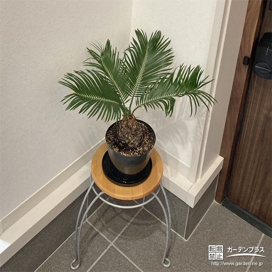 鉢植えにした記念樹ソテツ①