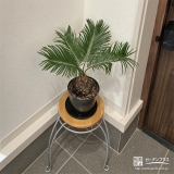 鉢植えにした記念樹ソテツ①
