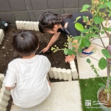 記念樹ジューンベリーの植樹の様子