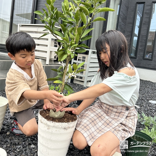 記念樹温州ミカンの植樹の様子