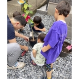 記念樹レモンの植樹の様子
