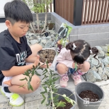 記念樹オリーブの植樹の様子