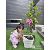 記念樹キンモクセイの植樹の様子②