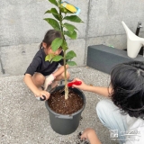 記念樹レモンの植樹の様子